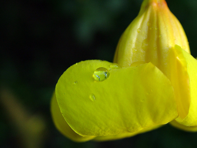 Rain Drop