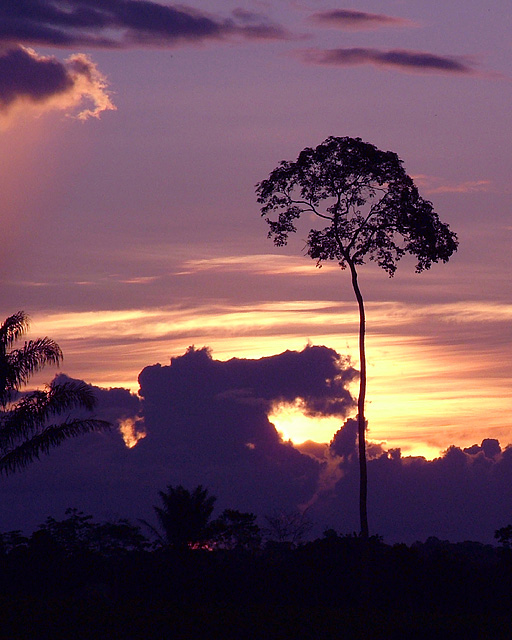 Brazil Nut Tree at Sunset