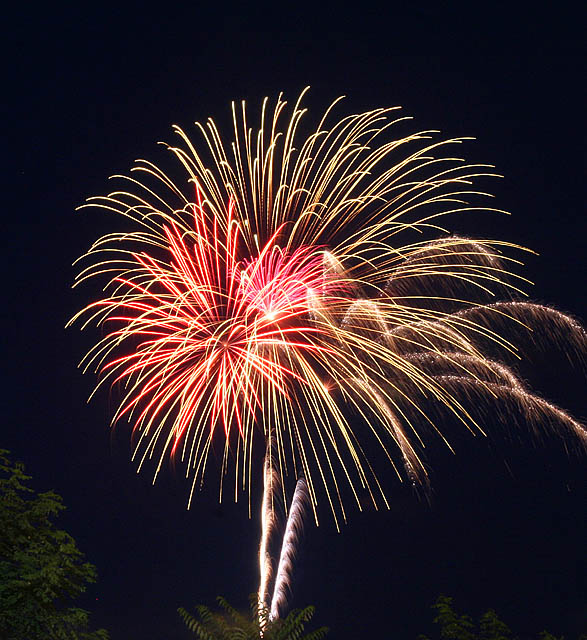 Firework Blossom