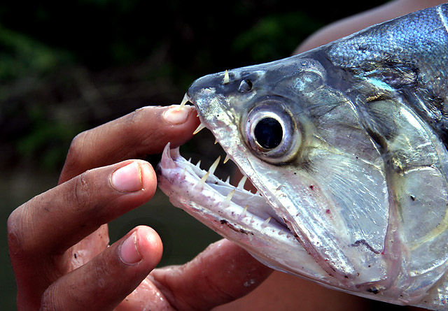 Dog Fish