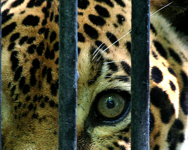 Caged