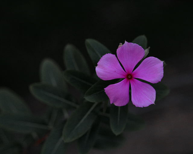 Alone