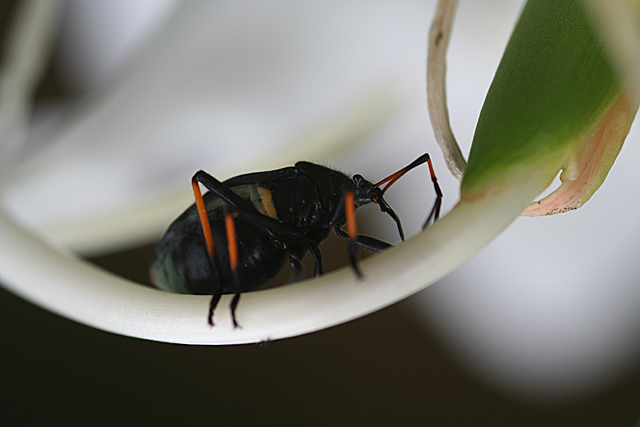 Beetle #2