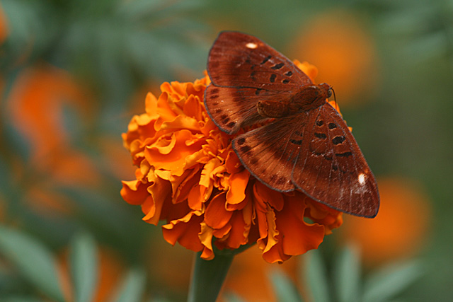 Stretch your Wings