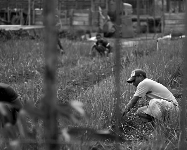 3 - Working the Fields