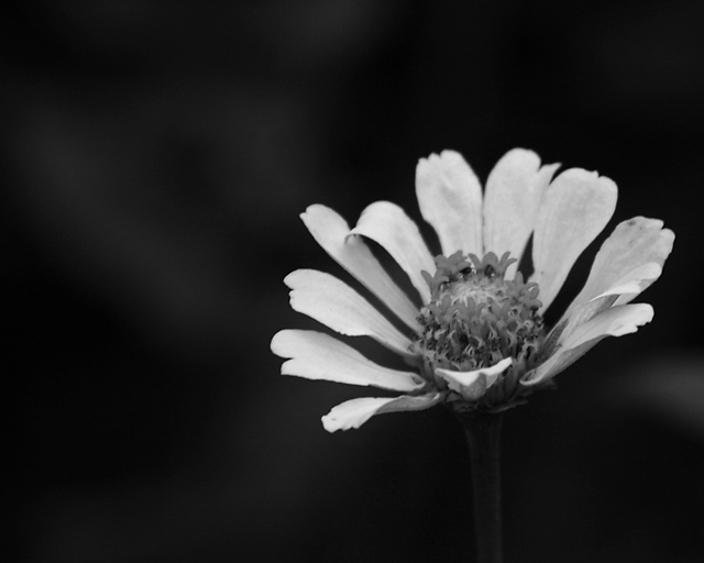 14 - untitled