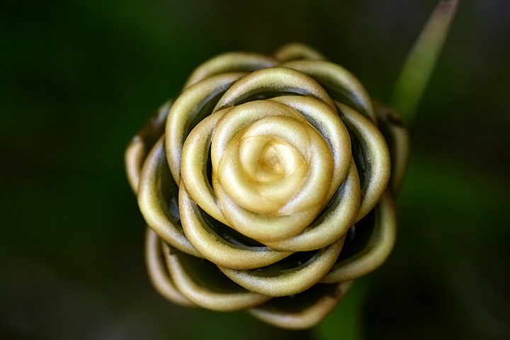 22 - Blossom