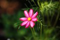 Soft Light Flower.jpg