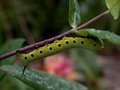 Humingbird Moth Larva