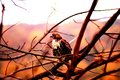 Juvenile Redtailed Hawk