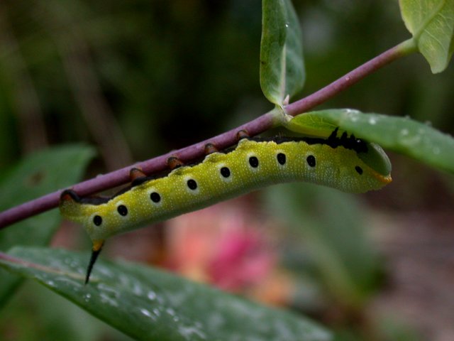 Humingbird Moth Larva