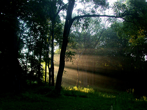 Light Forest