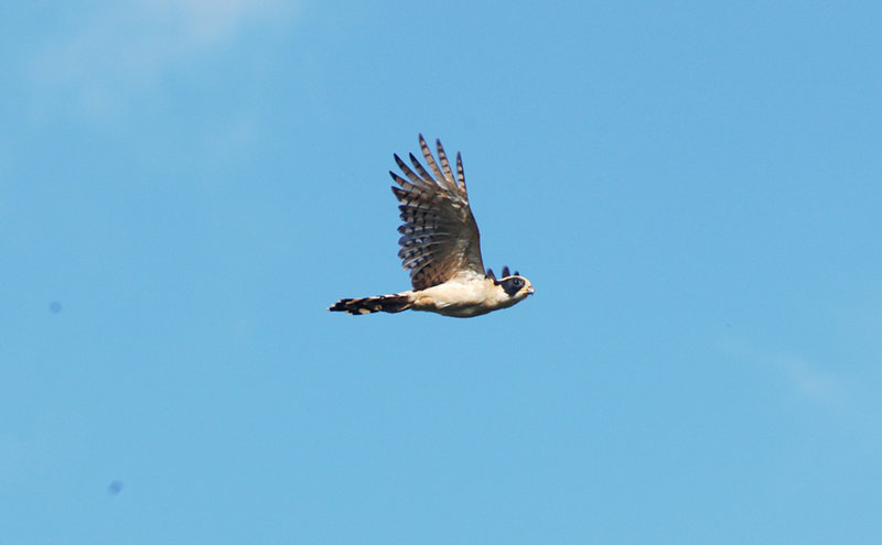 Laughing Falcon
