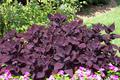 Shades of Purple