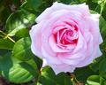 Pink Petals