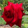 Profile of a Rose