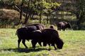 Bison Grazing