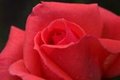 Salmon Blooming