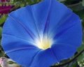 Morning Glory