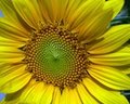 Sun Flower