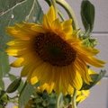 Fading Summer