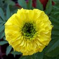 Marigold