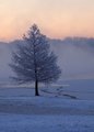 Frozen Tree