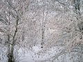 Ice Storm