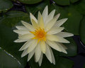 Water Lily at Closing