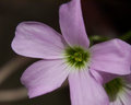 The Bloom