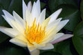 White and Yellow Water Lily