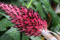 Pink on Green