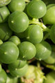 Not Peas