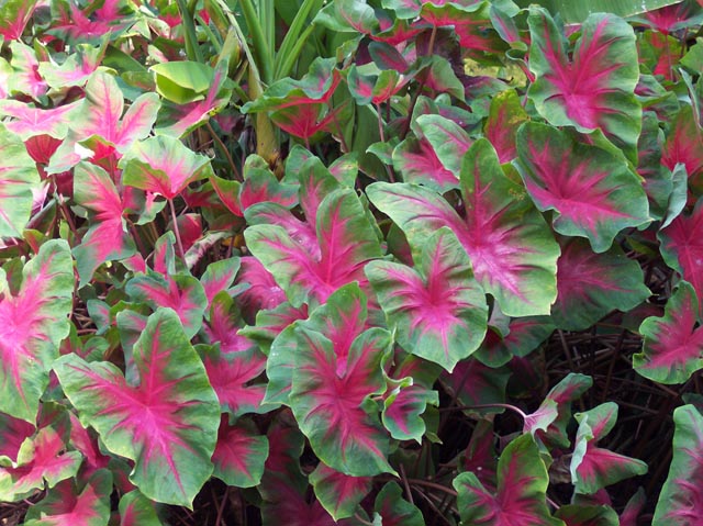 Pink Harts