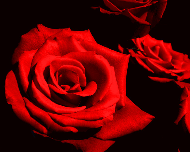 Red Roses