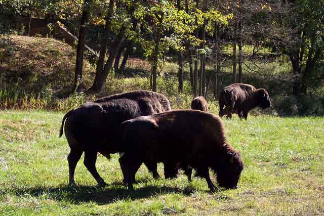 Bison Grazing