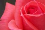 Morning Dew