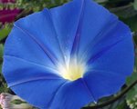 Morning Glory