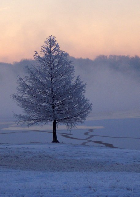 Frozen Tree