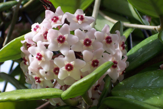 Red and White Stars