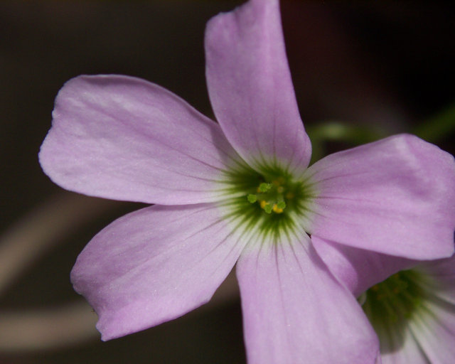 The Bloom