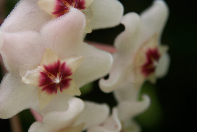 The Star of the Garden
