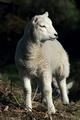 Lamb