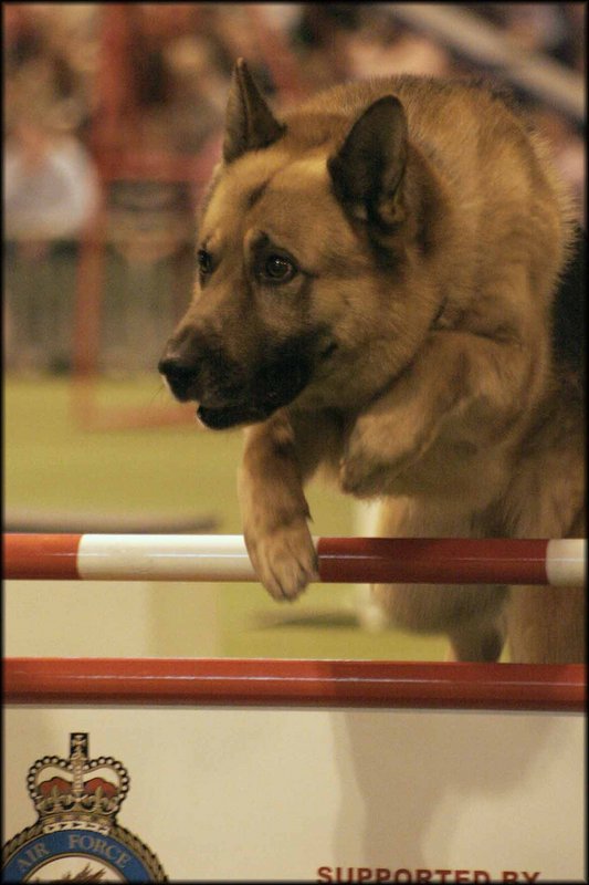 GSD.jpg