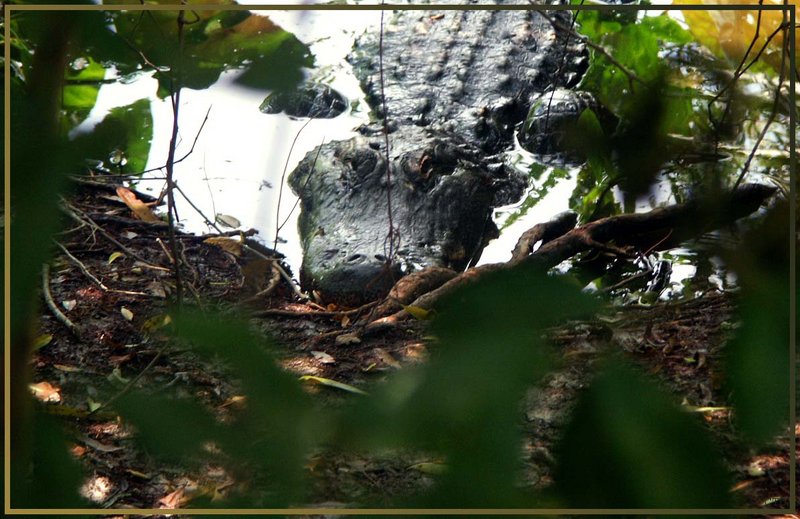 Gatorland
