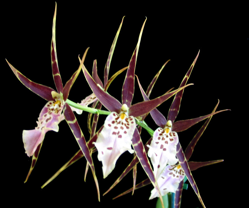 orchid.jpg