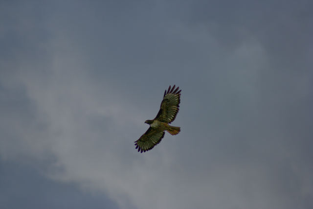 Hawk_640.jpg
