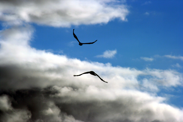 birds_640.jpg