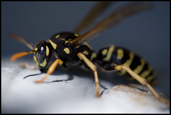 yellowjacket650.jpg