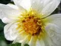 Dahlia